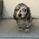 Chocolate Dapple Blue-Eyed Longhaired Dachshund Puppy — Gallery Photo