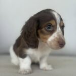 Chocolate & White Piebald Dachshund Puppy — Gallery Photo
