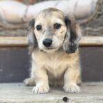 Cream Dapple Longhaired Dachshund Puppy — Gallery Photo