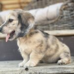 Cream Dapple Longhaired Dachshund Puppy — Gallery Photo