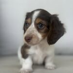 Chocolate & White Piebald Dachshund Puppy — Gallery Photo