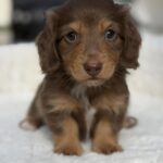 Chocolate & Tan Longhaired Dachshund Puppy — Gallery Photo