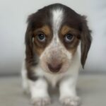 Chocolate & White Piebald Dachshund Puppy — Gallery Photo