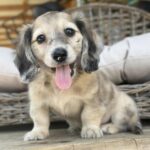 Cream Dapple Longhaired Dachshund Puppy — Gallery Photo