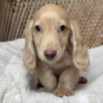 Cream Longhaired Dachshund Puppy — Gallery Photo
