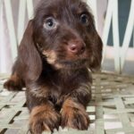 Chocolate Wirehaired Dachshund Puppy — Gallery Photo