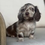 Chocolate Dapple Blue-Eyed Longhaired Dachshund Puppy — Gallery Photo