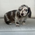 Chocolate Dapple Blue-Eyed Longhaired Dachshund Puppy — Gallery Photo