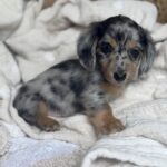 Blue Dapple Longhaired Dachshund Puppy — Gallery Photo