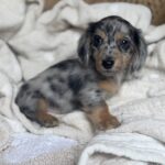 Blue Dapple Longhaired Dachshund Puppy — Gallery Photo