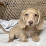 Cream Blue-Eyed Longhaired Dachshund Puppy — Gallery Photo