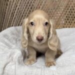 Cream Longhaired Dachshund Puppy — Gallery Photo