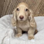 Cream Longhaired Dachshund Puppy — Gallery Photo