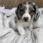 Blue Dapple Piebald Dachshund Puppy — Gallery Photo