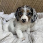 Blue Dapple Piebald Dachshund Puppy — Gallery Photo