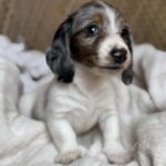 Blue Dapple Piebald Dachshund Puppy — Gallery Photo