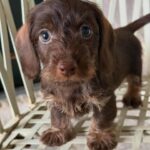 Chocolate Wirehaired Dachshund Puppy — Gallery Photo