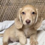 Cream Blue-Eyed Longhaired Dachshund Puppy — Gallery Photo