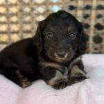 Black & Tan Longhaired Dachshund Puppy — Gallery Photo