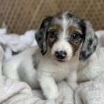 Blue Dapple Piebald Dachshund Puppy — Gallery Photo