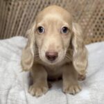 Cream Longhaired Dachshund Puppy — Gallery Photo