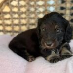 Black & Tan Longhaired Dachshund Puppy — Gallery Photo