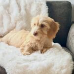 Cream Longhaired Dachshund — Gallery Photo