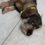 Wirehaired Black & Tan Dachshund — Gallery Photo