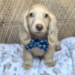 Cream Longhaired Dachshund Puppy — Gallery Photo