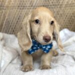 Cream Longhaired Dachshund Puppy — Gallery Photo