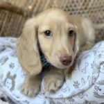 Cream Longhaired Dachshund Puppy — Gallery Photo