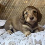 Chocolate Longhaired Dachshund Puppy — Gallery Photo