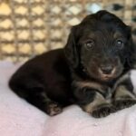 Black & Tan Longhaired Dachshund Puppy — Gallery Photo