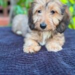 Cream Wirehaired Dachshund Puppy — Gallery Photo