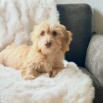 Cream Longhaired Dachshund — Gallery Photo