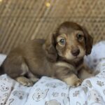 Chocolate Longhaired Dachshund Puppy — Gallery Photo