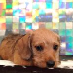 Red Smooth Dachshund Puppy — Gallery Photo