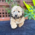 Cream Wirehaired Dachshund Puppy — Gallery Photo