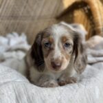 Isabella Dapple Dachshund Puppy — Gallery Photo