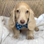 Cream Longhaired Dachshund Puppy — Gallery Photo