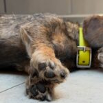 Wirehaired Black & Tan Dachshund — Gallery Photo