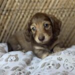 Chocolate Longhaired Dachshund Puppy — Gallery Photo