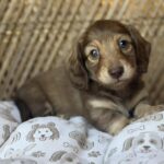 Chocolate Longhaired Dachshund Puppy — Gallery Photo