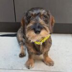 Wirehaired Black & Tan Dachshund — Gallery Photo