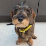 Wirehaired Black & Tan Dachshund — Gallery Photo