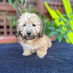 Cream Wirehaired Dachshund Puppy — Gallery Photo