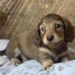 Chocolate Longhaired Dachshund Puppy — Gallery Photo