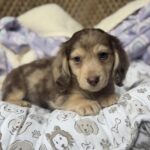 Isabella Dapple Longhaired Dachshund Puppy — Gallery Photo