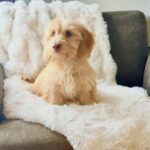 Cream Longhaired Dachshund — Gallery Photo