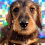 Wirehaired Black & Tan Dachshund Puppy — Gallery Photo